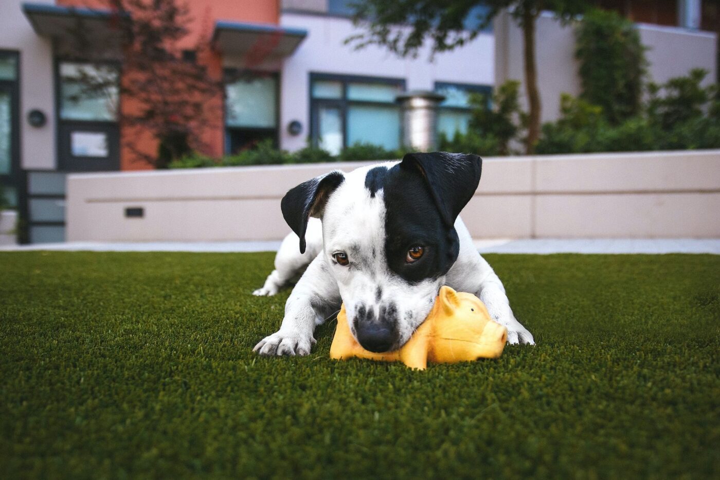 A small black-and-white dog lies on artificial turf, chewing on a yellow toy. The backdrop features modern buildings with large windows and some greenery. The dog’s ears are perked up and it looks content playing with the toy near Jacksonville Beach.