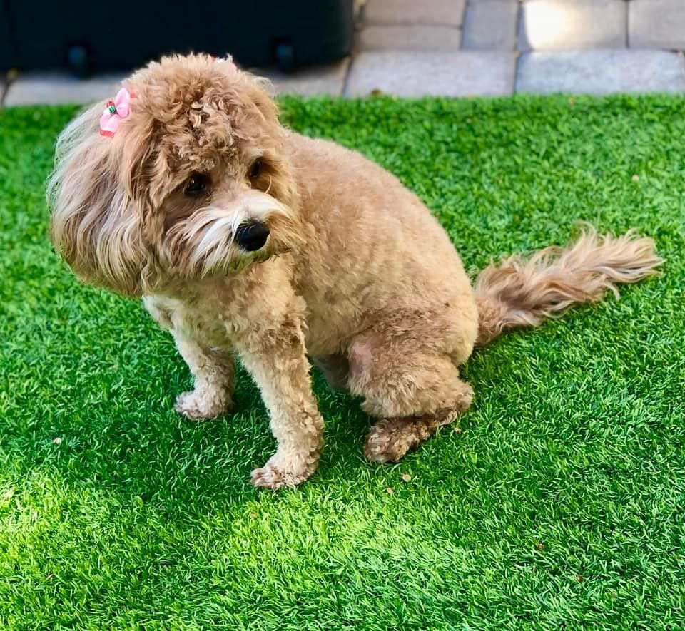 A small, curly-haired dog with a light brown coat sits on a patch of artificial grass from Jacksonville Artificial Turf. The dog has a pink bow on its head and looks to the side. Sunlight casts shadows on the surrounding area at Neptune Beach, creating a bright and cheerful scene.